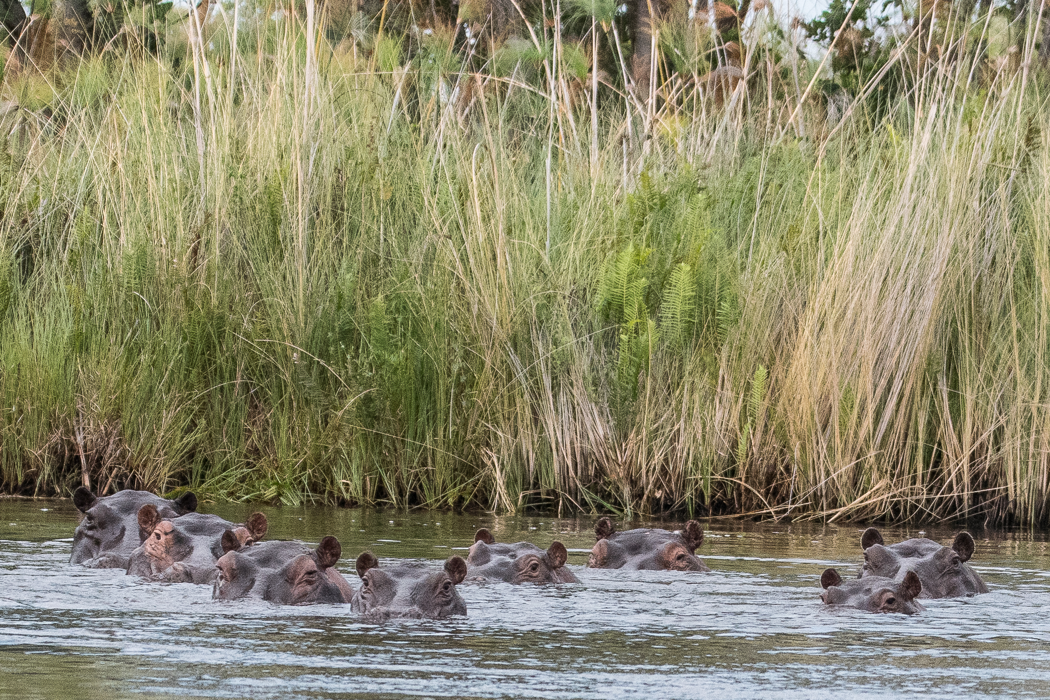 Hippopotames du Cap (Cape hippopotamus, Hippopotamus amphibius ssp capensis), groupe familial, Magweggana spillway, Delta de l'Okavango, Botswana.